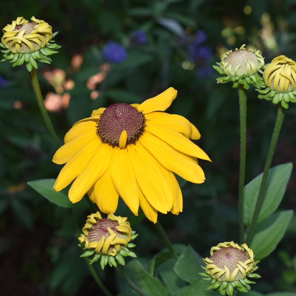 Rudbeckia Hirta