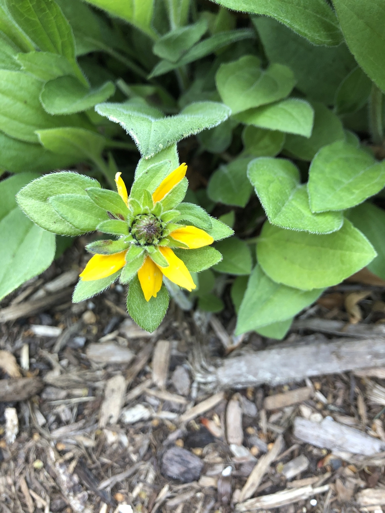Rudbeckia Hirta