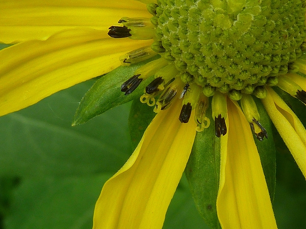 Rudbeckia laciniata