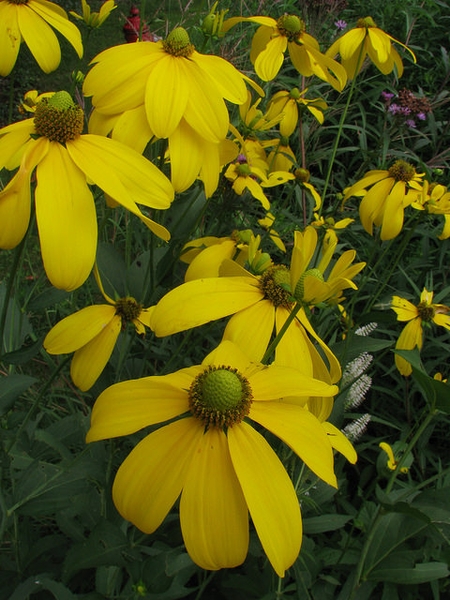 Rudbeckia laciniata