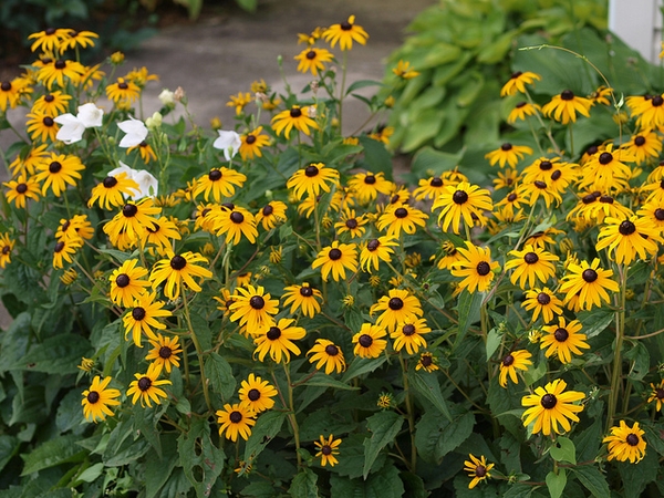 Rudbeckia fulgida var. sullivantii 'Goldsturm'
