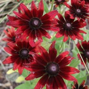 'Cherry Brandy'