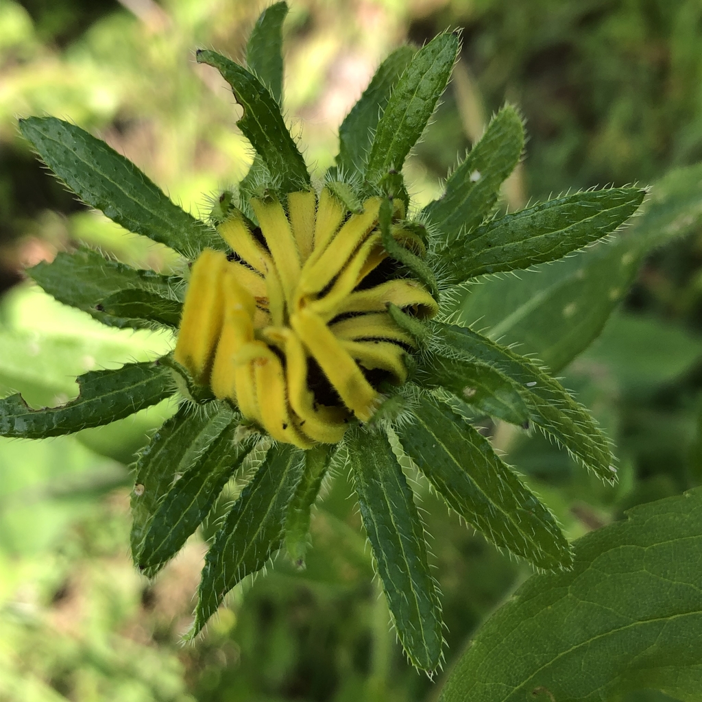 Emerging flower bud - Summer- Mitchell Co., NC