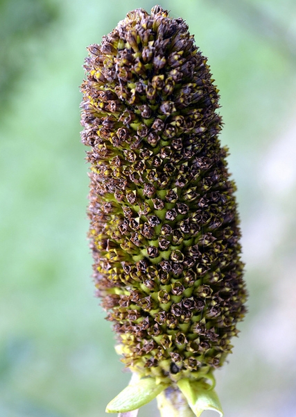 Rudbeckia maxima