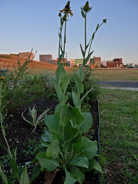 Rudbeckia maxima