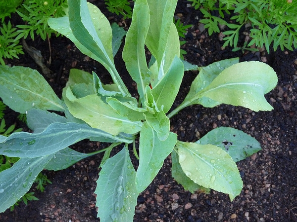 Rudbeckia maxima