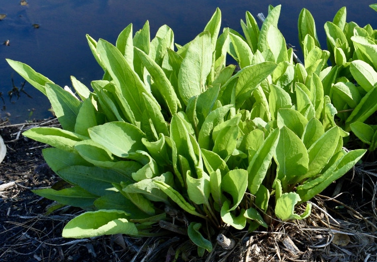form
