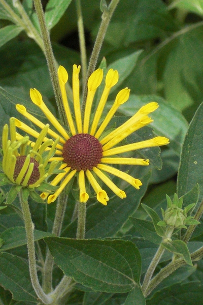 A daisy flower with rolled or quilled ray florets.
