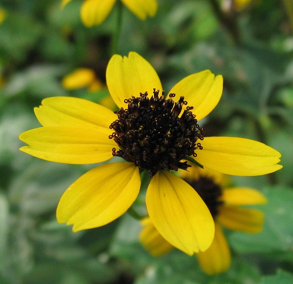 Rudbeckia triloba