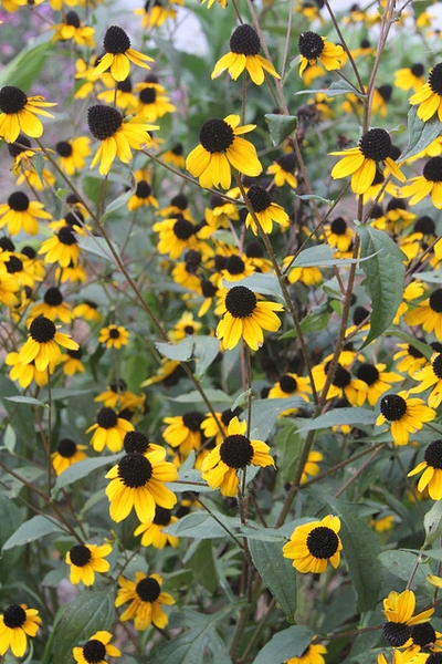 Rudbeckia triloba