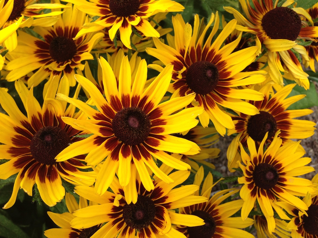 Rudbeckia hirta 'Denver Daisy'
