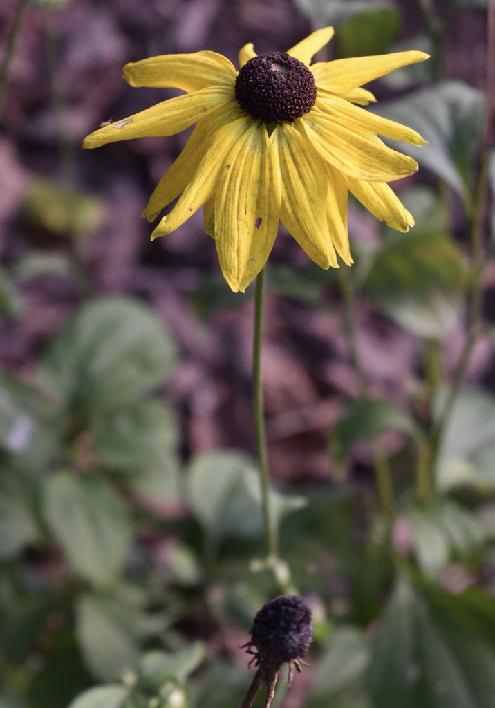 Rudbeckia Hirta