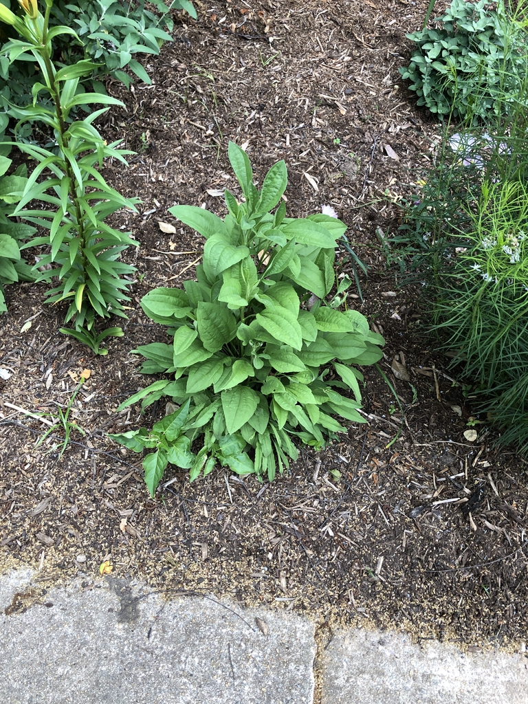 Rudbeckia Hirta