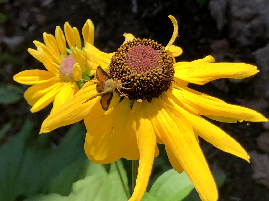 Yellow disk like flowet with brown center
