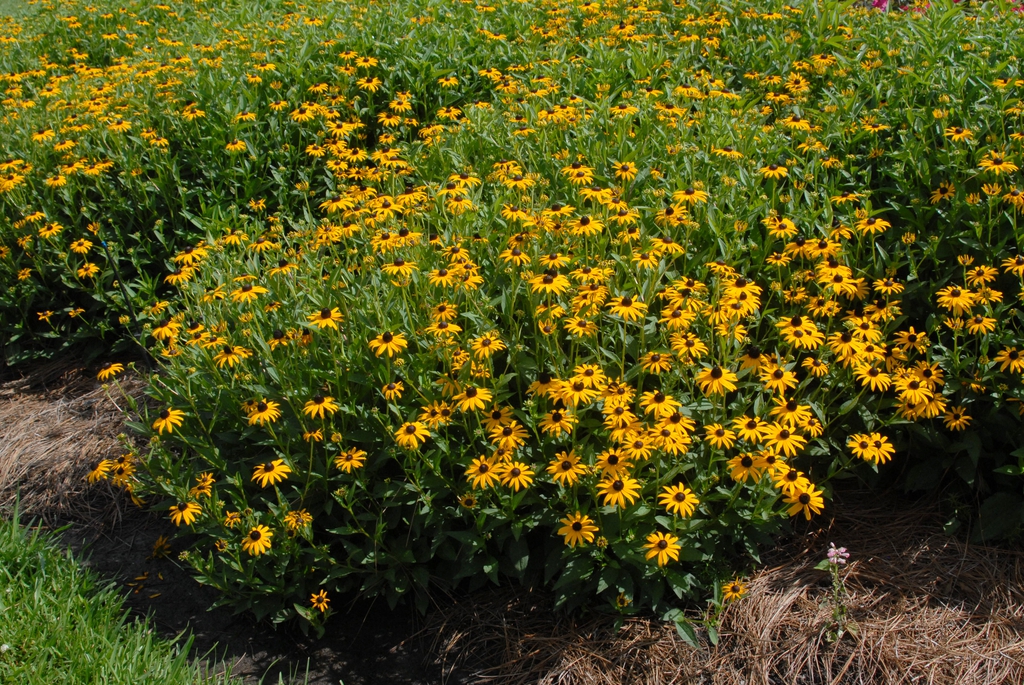 Rudbeckia fulgica