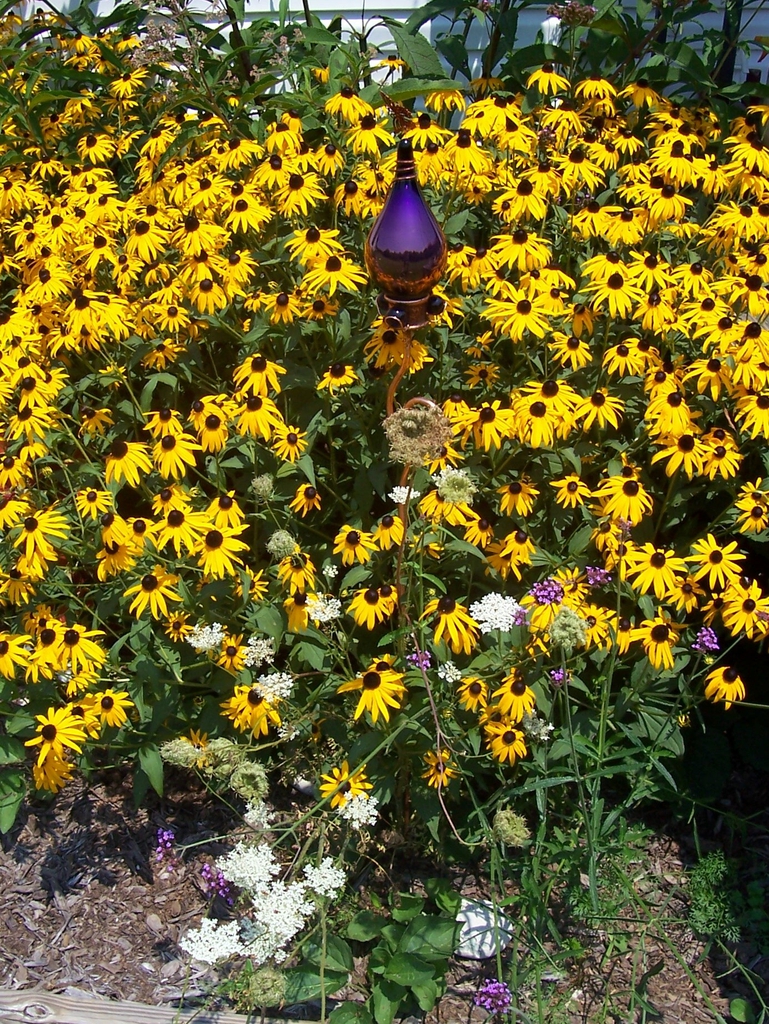 Rudbeckia fulgida