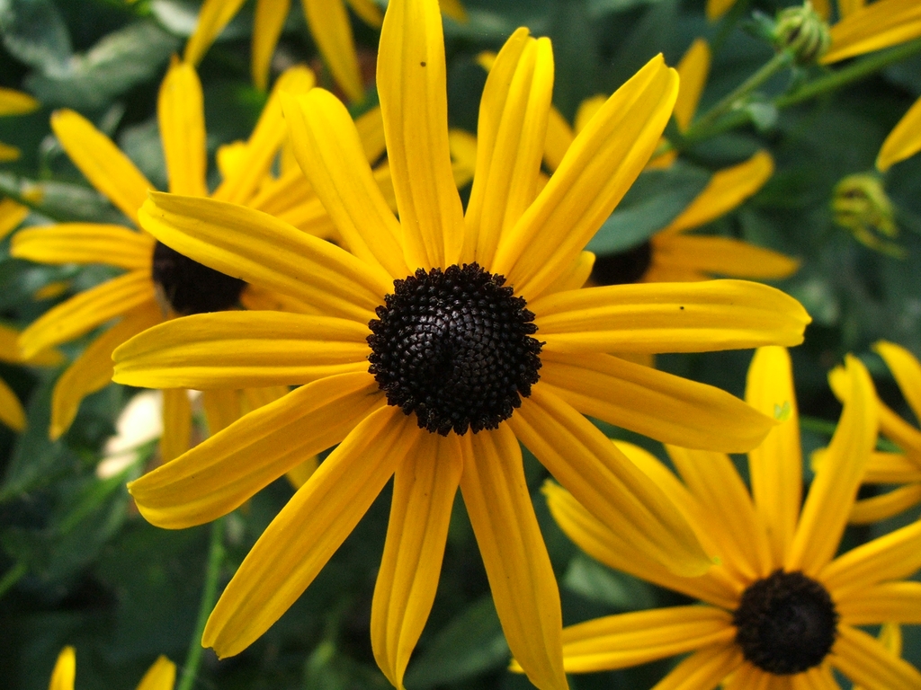 Flower of R. fulgida- orange coneflower