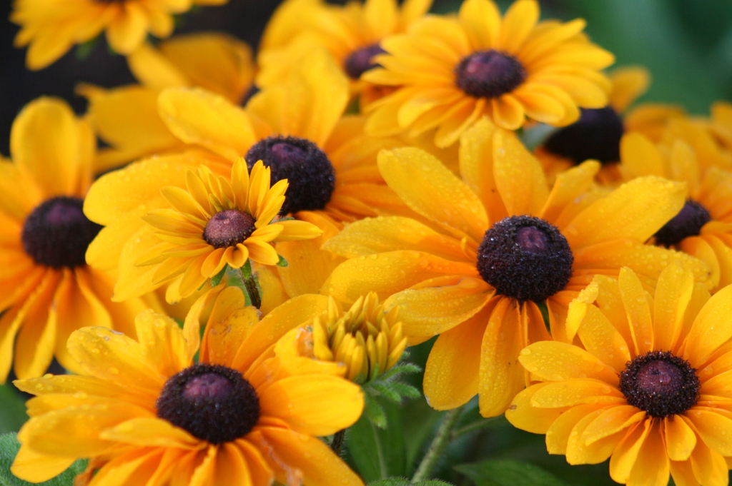 Rudbeckia Hirta