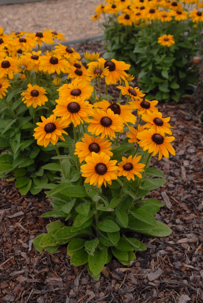 Rudbeckia hirta