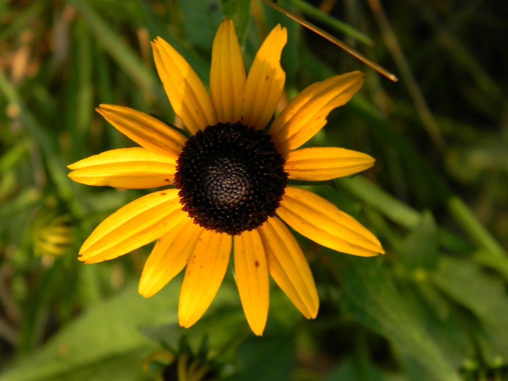 Composite Flower - Summer - Buncombe Co., NC