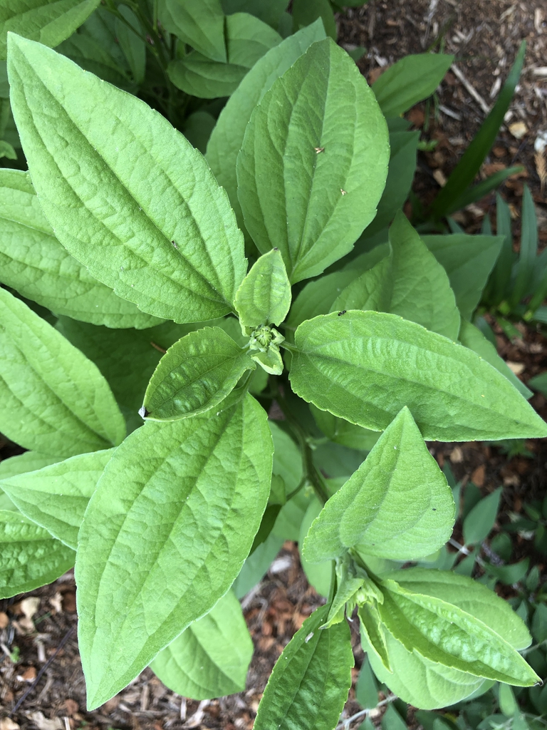 Rudbeckia submentosa