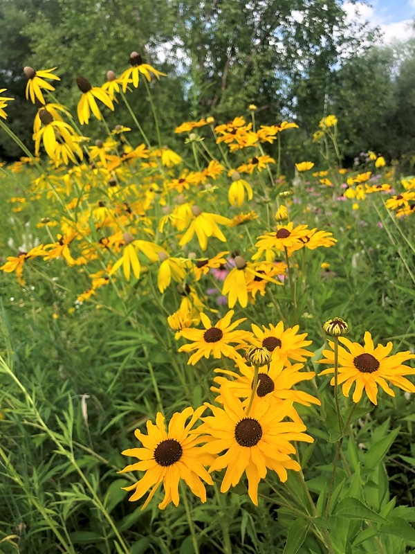 Daisy flowers with yellow rays and dark disk.