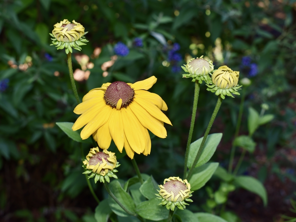 bright yellow rays and a dark brown disk