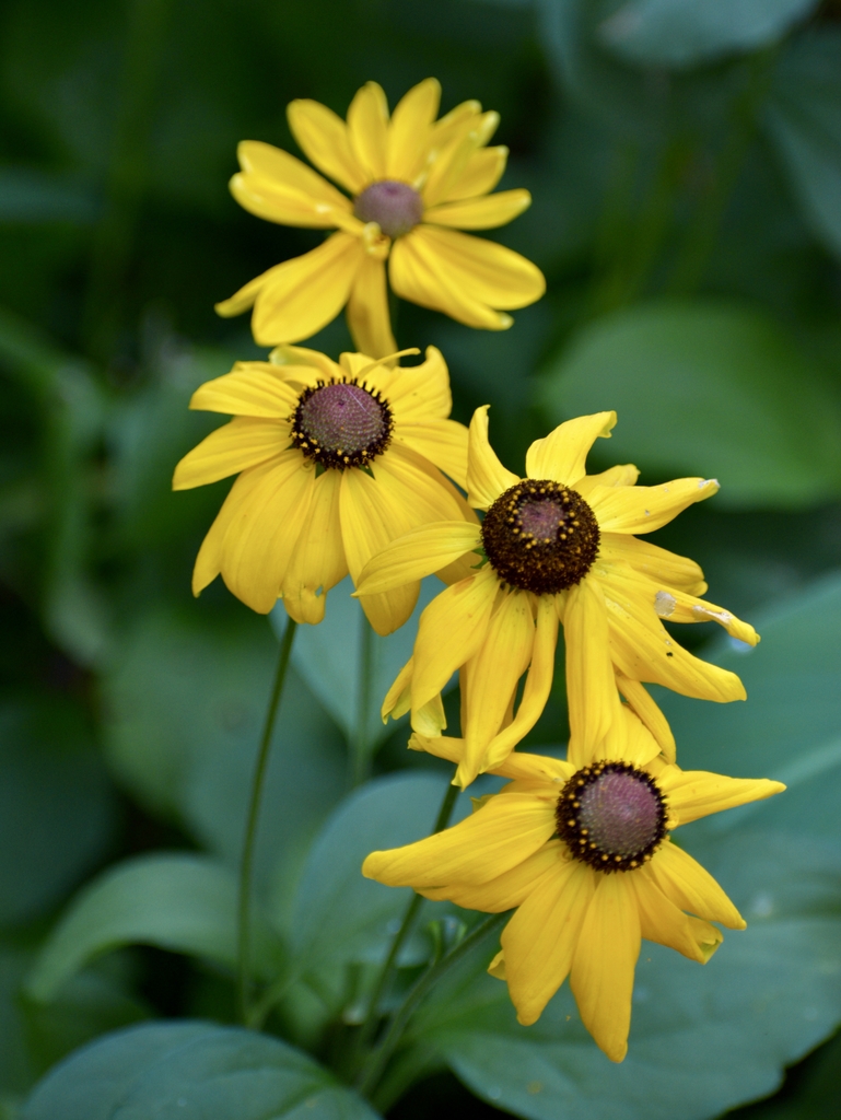 yellow disk flowers with brown centers