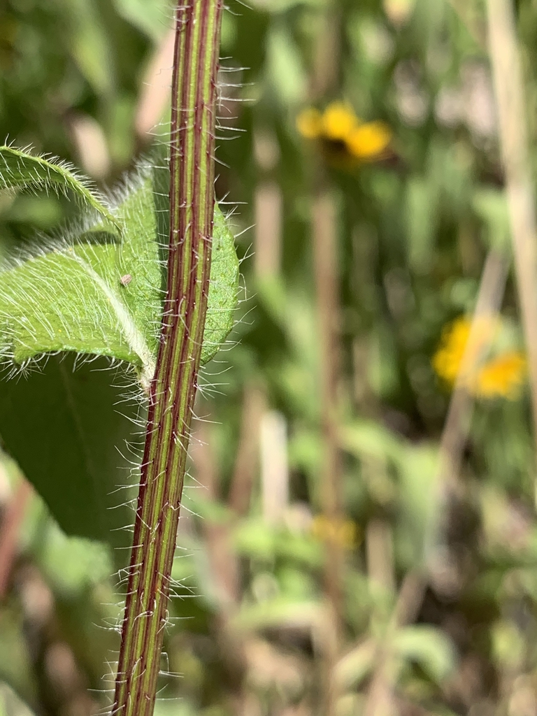 Stem