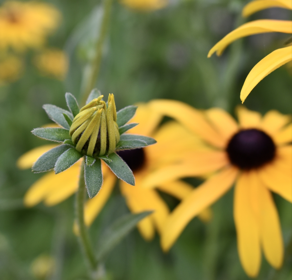 Bud  open flower - Summer -Wake Co., NC