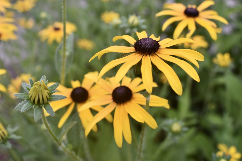 Flowers & Bud - Summer -Wake Co., NC