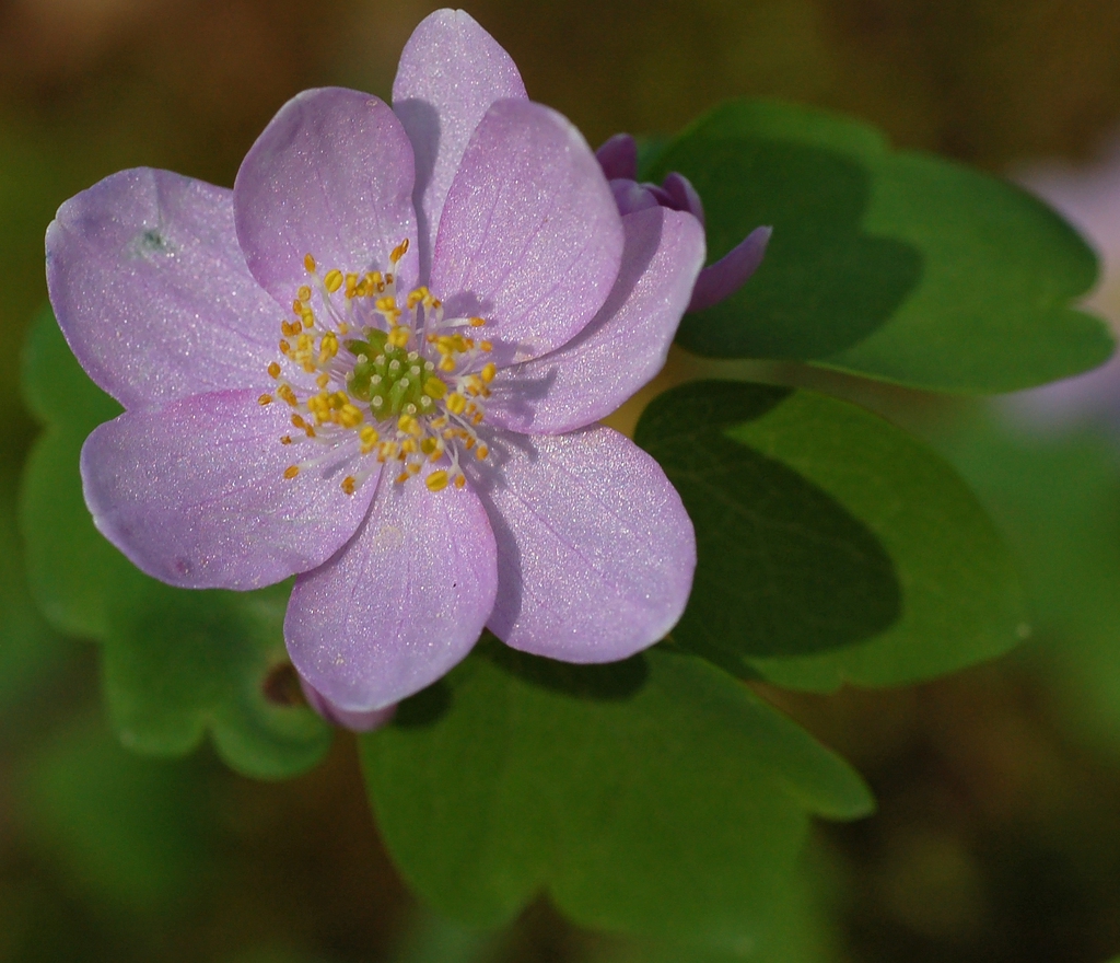flower and leaves