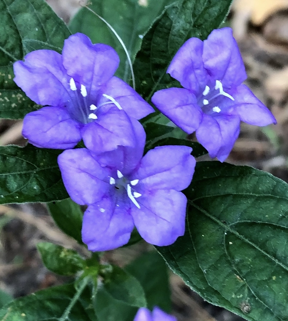 Flowers - Warren Co., NC