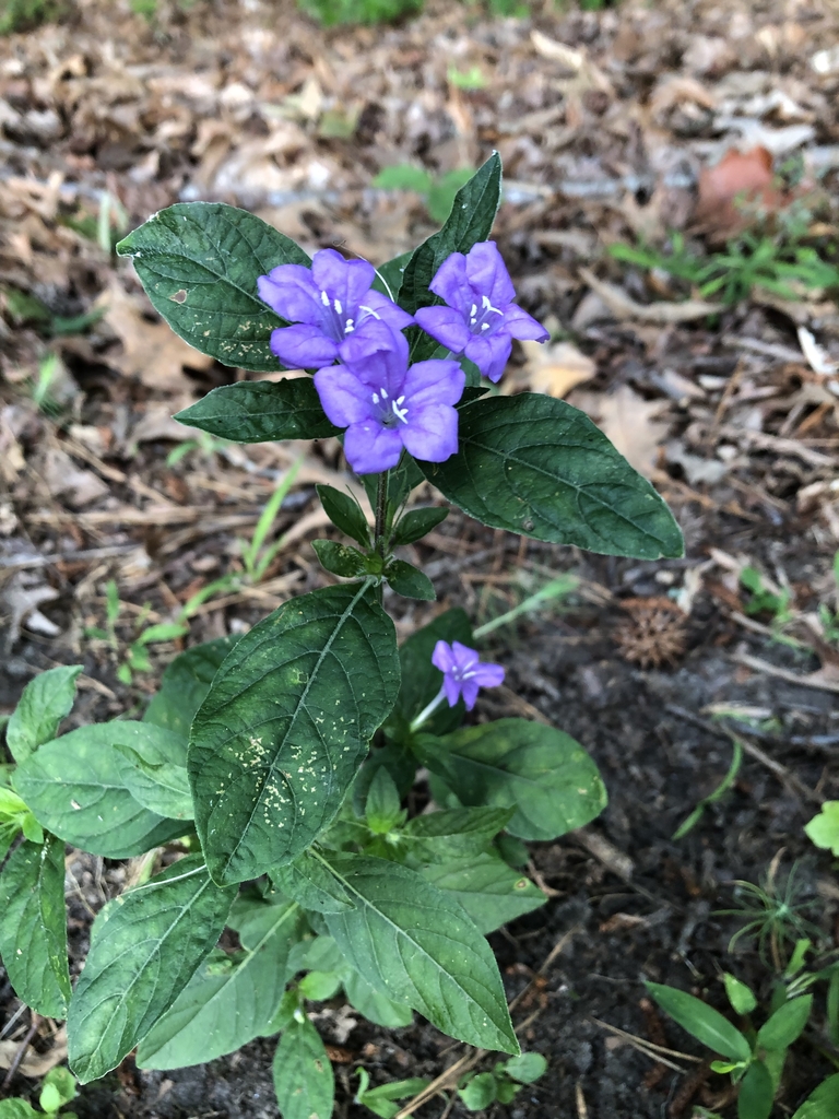 Form - Warren Co., NC