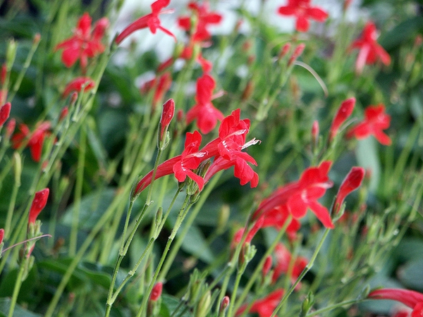 Ruellia elegans