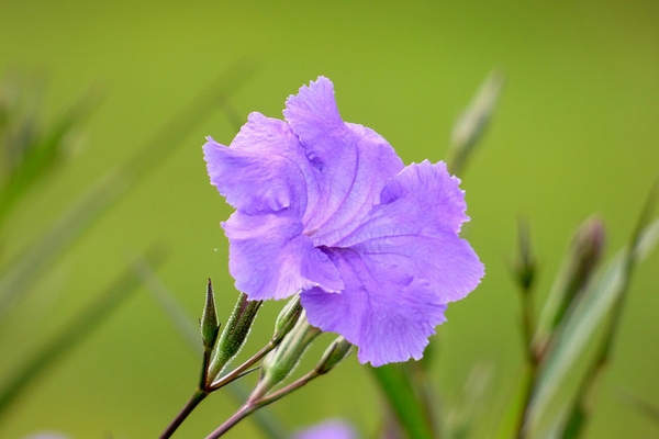 Ruellia simplex