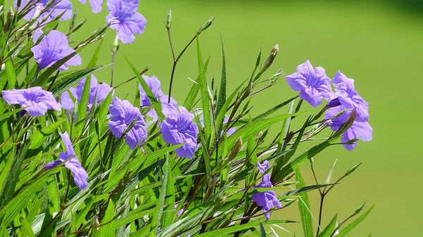 Ruellia simplex