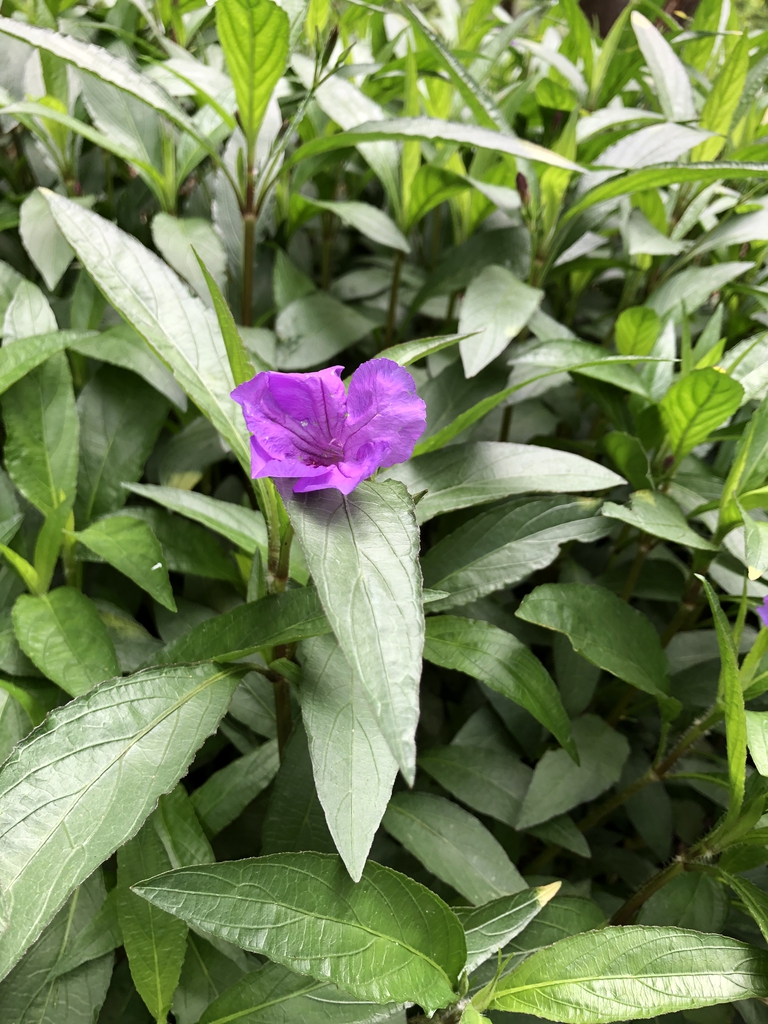 Ruellia simplex