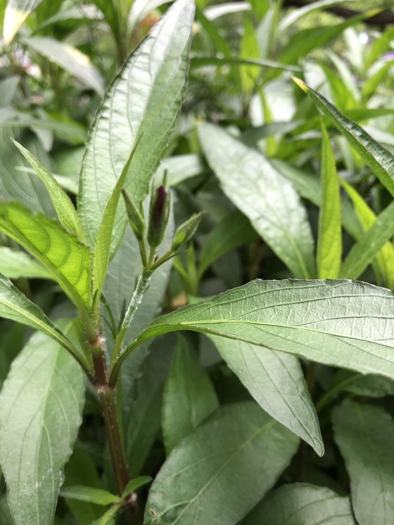 Ruellia simplex