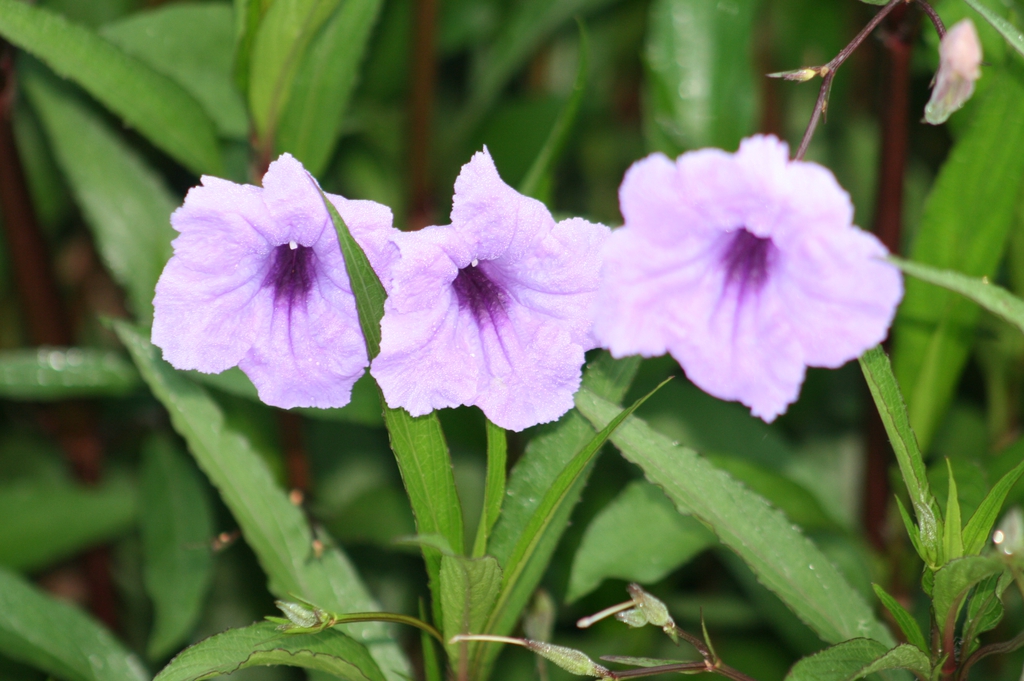 Ruellia simplex