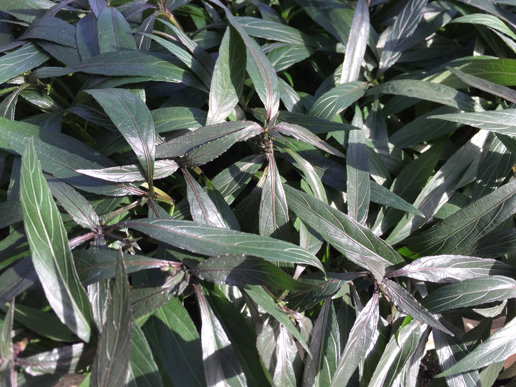 Ruellia simplex