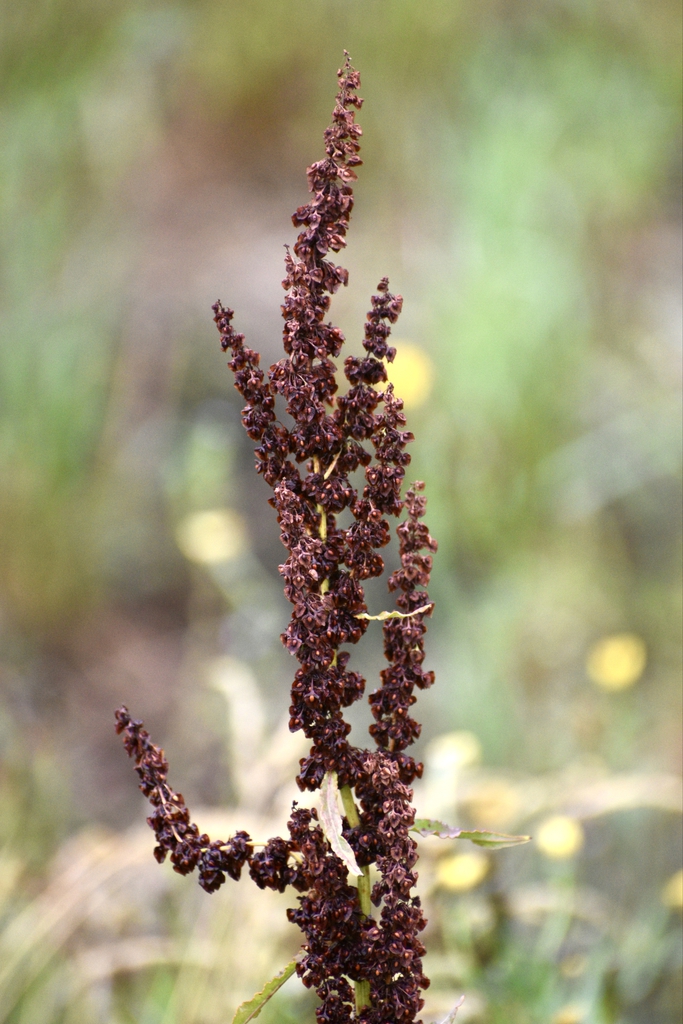 Rumex Crispus Curly Dock flower head (Warren County, NC)
