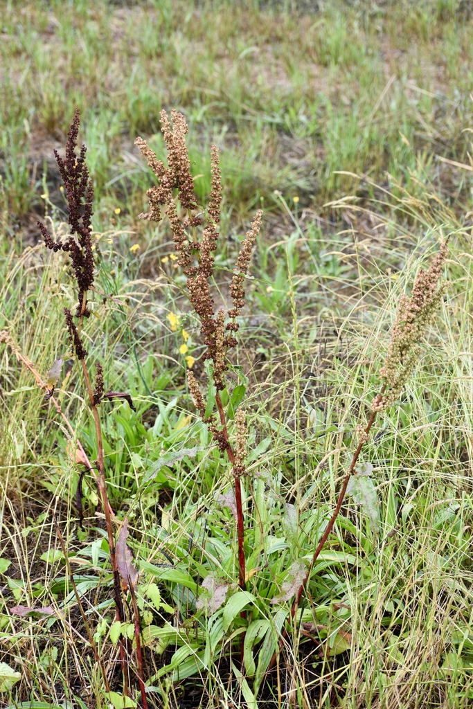 Rumex Crispus Curly Dock