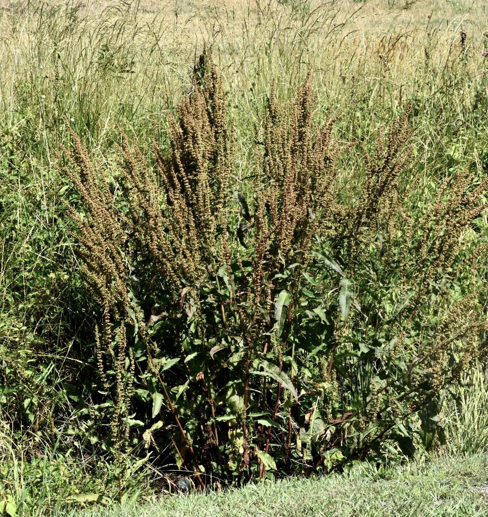 Form in June - Wake Co., NC