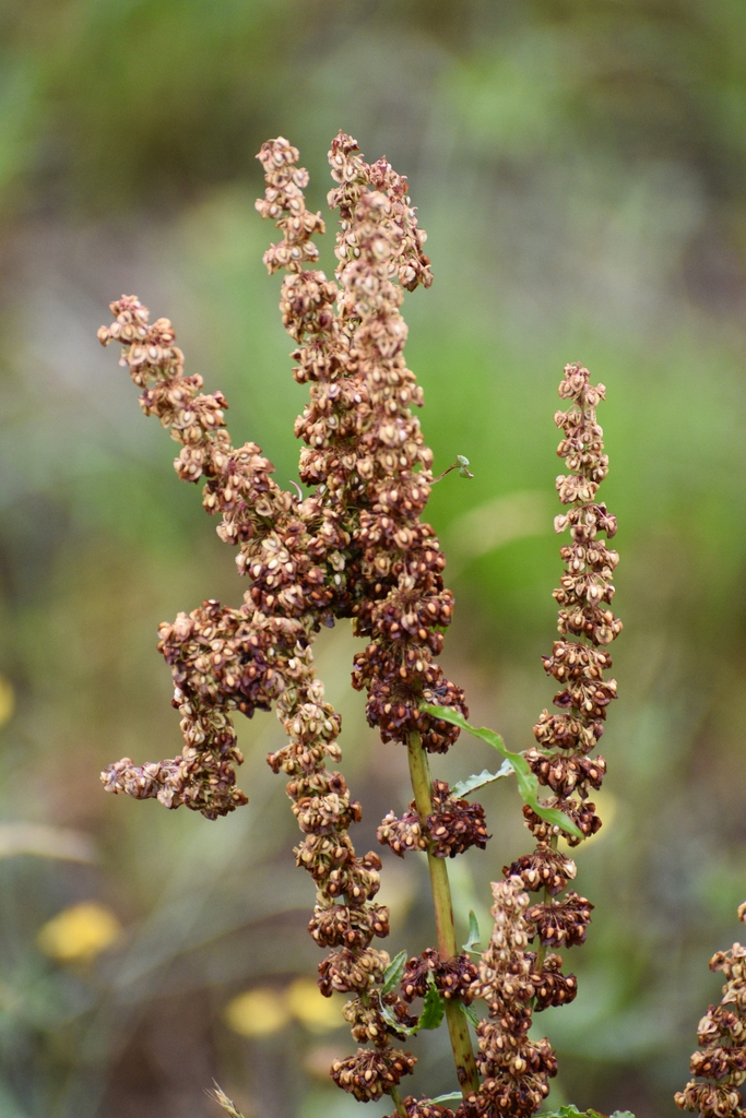 Rumex Crispus Curly Dock (Warren County, NC)