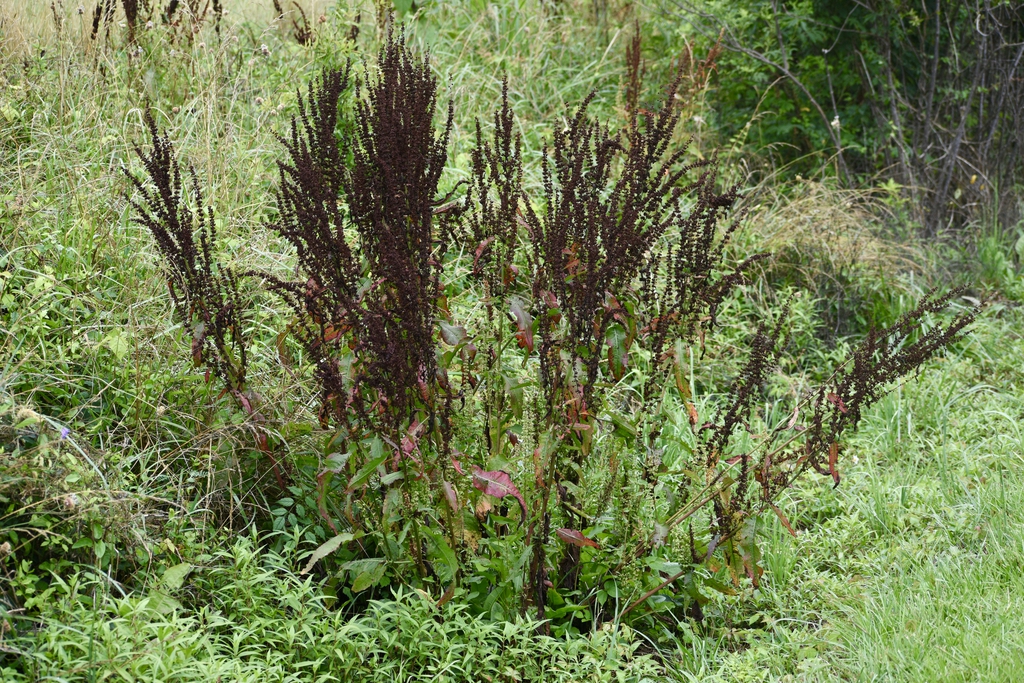 Form