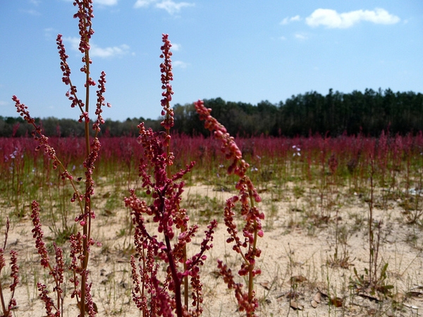 Rumex hastatulus