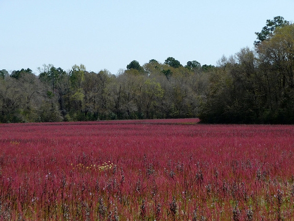 Rumex hastatulus