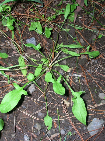 Rumex acetosella