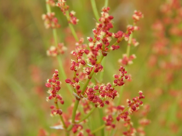 Rumex acetosella